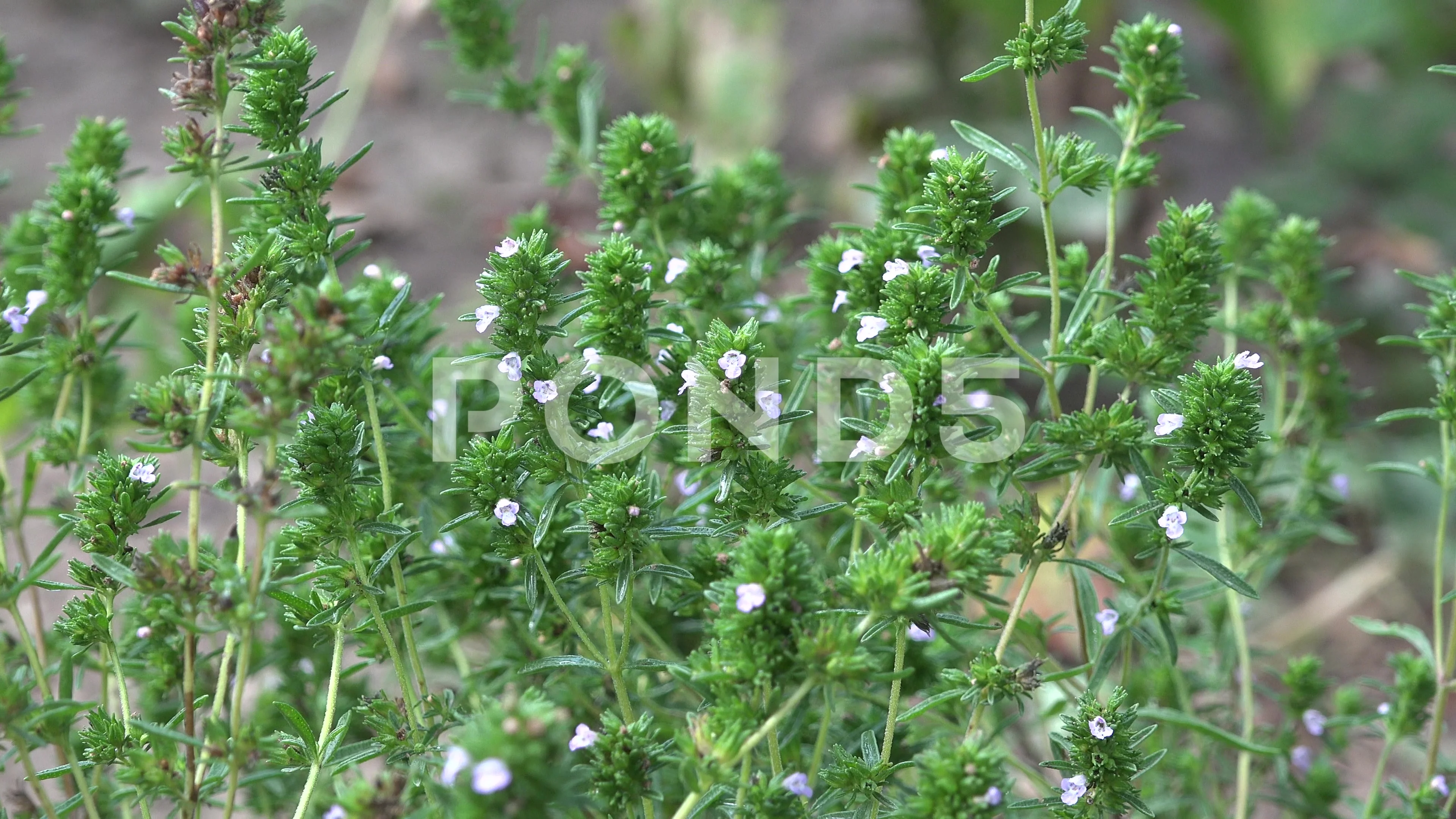 Thymus vulgaris (Common Thyme)