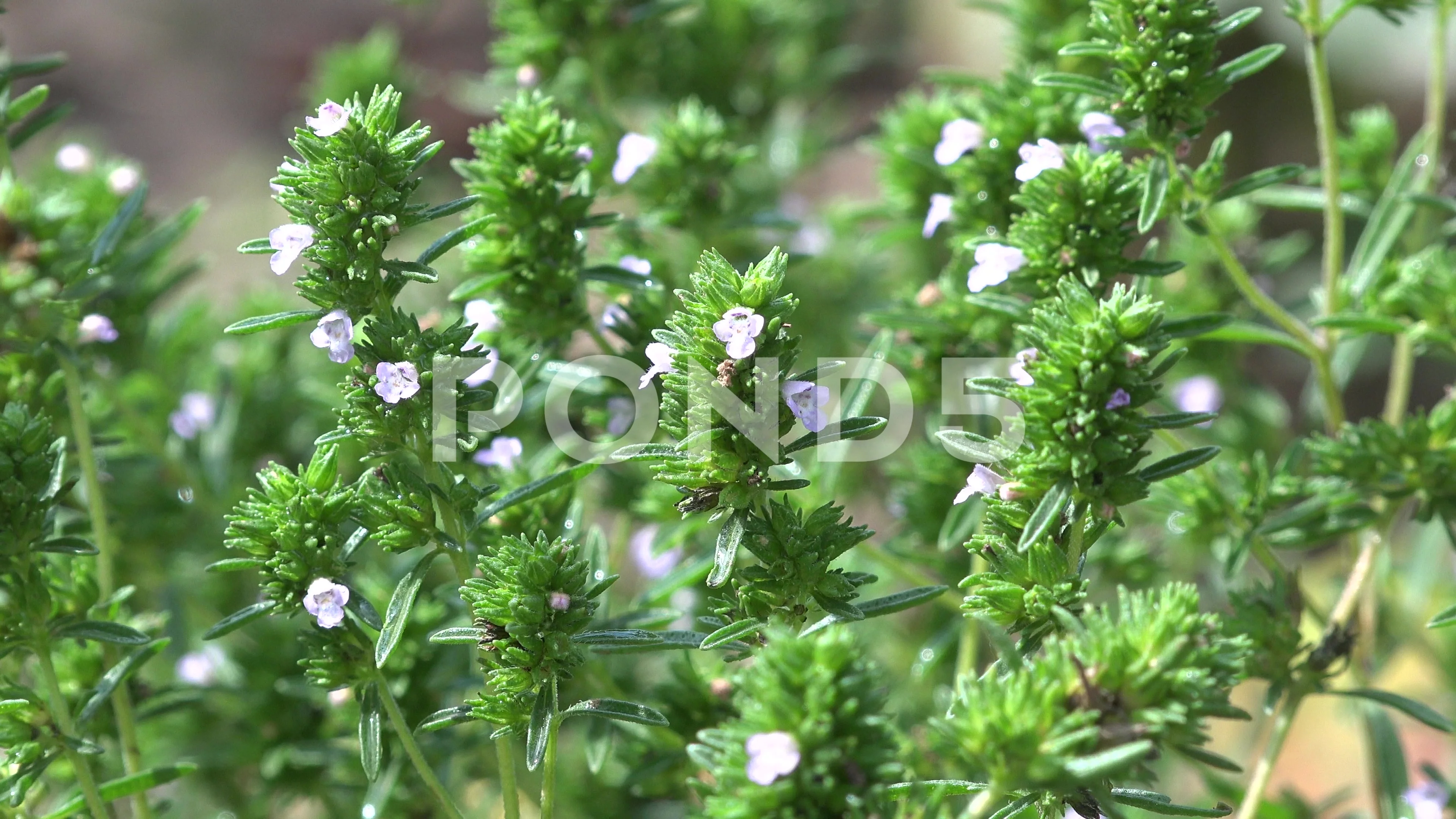 thymus vulgaris thyme garden thyme german thyme or just thyme in wind 4k uhd clip 68136782 - Thyme Garden thymus vulgaris thyme garden thyme german thyme or just thyme in wind 4k uhd clip 68136782 - Thyme Garden