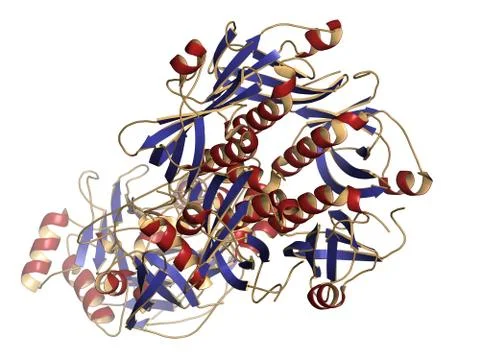Thyphoid toxin protein. toxin produced by salmonella typhi, responsible for m Stock Illustration