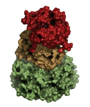 Thyphoid toxin protein. toxin produced by salmonella typhi, responsible for m Stock Illustration