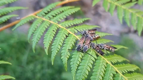 Thyreus Cuckoo Bees Sleeping in Group on Green Leaf Cibotium Barometz Fern Stock Footage 337273427