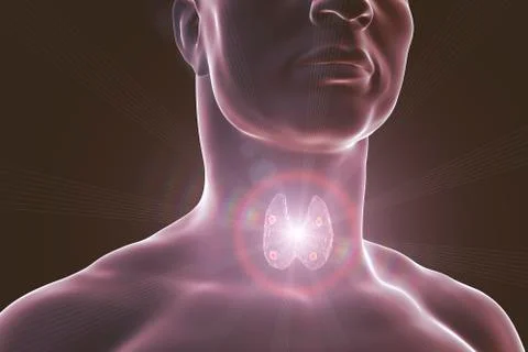 Thyroid and parathyroid glands Stock Illustration