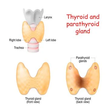 Thyroid, and parathyroids glands front and back view on white background. Illustration