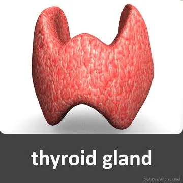 Thyroid gland 3D Model