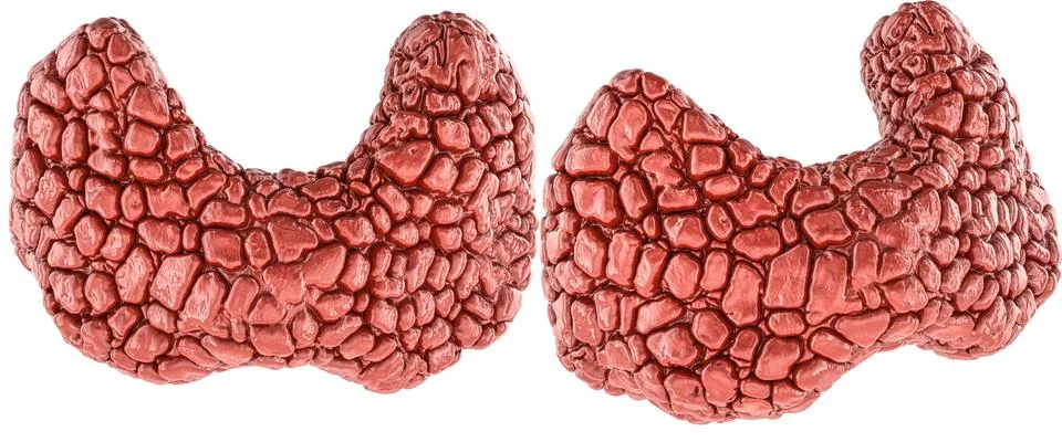 Thyroid gland 3d model, two angles. 3D rendering Stock Illustration