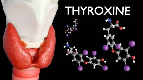 The thyroid gland alongside a thyroxine or t4 molecule. Stock Illustration