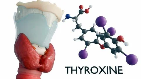The thyroid gland alongside a thyroxine or t4 molecule. Stock Illustration