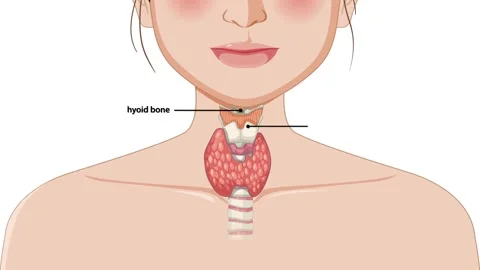 Thyroid Gland Anatomy and Function Stock Footage 297434611