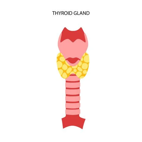 Thyroid gland anatomy Illustrazione stock