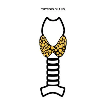 Thyroid gland anatomy イラスト素材