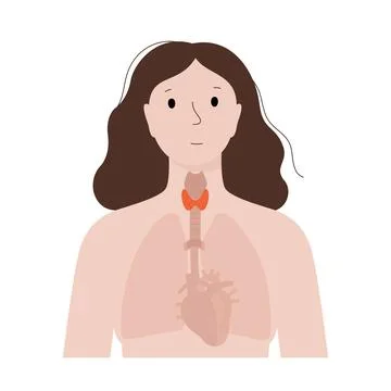 Thyroid gland anatomy Illustrazione stock
