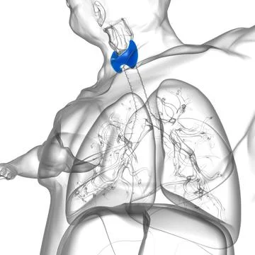 Thyroid Gland Anatomy For Medical Concept 3D Stock Illustration