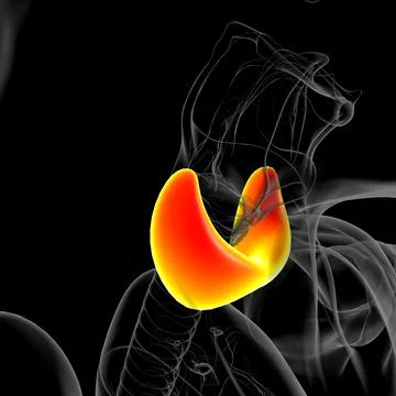 Thyroid Gland Anatomy For Medical Concept 3D Stock Illustration