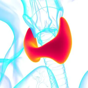 Thyroid Gland Anatomy For Medical Concept 3D Stock Illustration