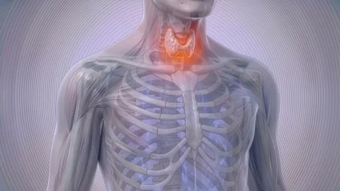 Thyroid gland and hypothyroidism in the human body with muscle and anatomy .. Stock Footage 346240745