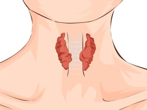 Thyroid gland and trachea shown on a woman. Medical concept. Anatomy of people Stock Illustration