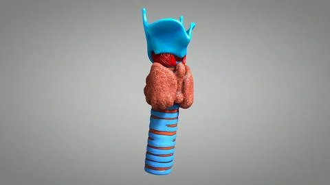 Thyroid Gland Cross Section Anaomy 3D Model