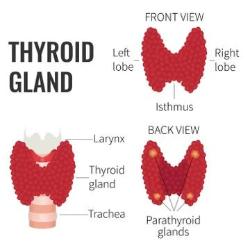 Thyroid gland diagram Stock Illustration