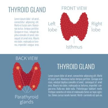 Thyroid gland diagram view Stock Illustration