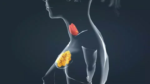 The thyroid gland is an endocrine gland found in the neck in humans and consists Stock Footage 229844684