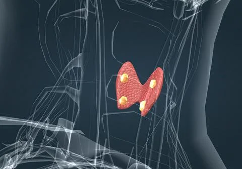 The thyroid gland is an endocrine gland found in the neck in humans and consi Stock Illustration