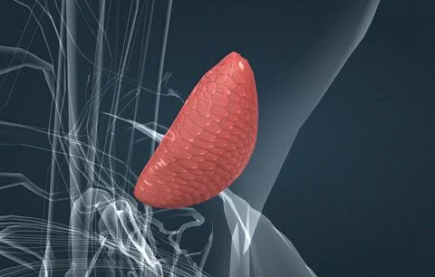 The thyroid gland is an endocrine gland found in the neck in humans and consi Stock Illustration