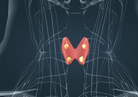 The thyroid gland is an endocrine gland found in the neck in humans and consi Stock Illustration
