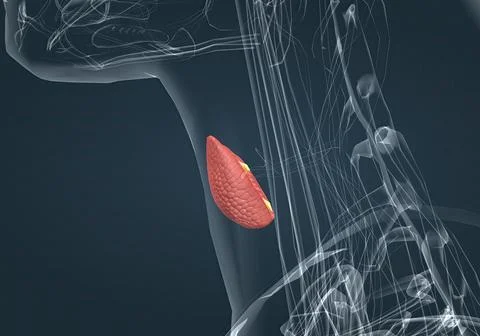The thyroid gland is an endocrine gland found in the neck in humans and consi Stock Illustration