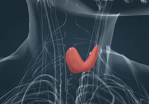 The thyroid gland is an endocrine gland found in the neck in humans and consi Stock Illustration