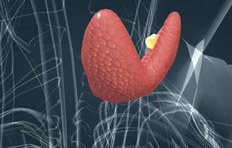 The thyroid gland is an endocrine gland found in the neck in humans and consi Stock Illustration
