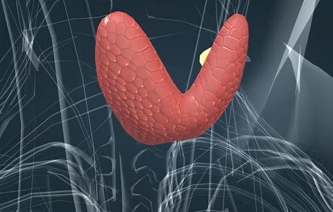 The thyroid gland is an endocrine gland found in the neck in humans and consi Stock Illustration
