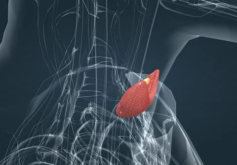 The thyroid gland is an endocrine gland found in the neck in humans and consi Stock Illustration
