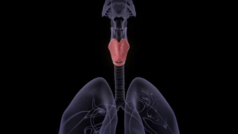 Thyroid gland in the human body Stock Footage 247083976