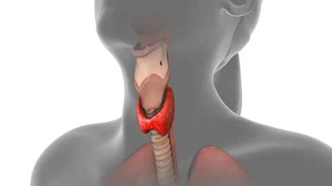 Thyroid gland in human body Stock Footage 265138201