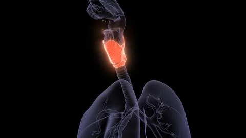 Thyroid gland in the human body Stock Illustration