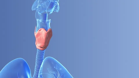 The thyroid gland in humans Stock Footage 247294666
