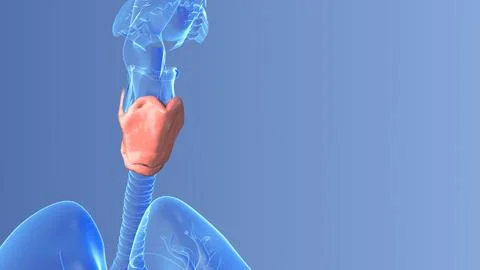 The thyroid gland in humans Stock-Illustration