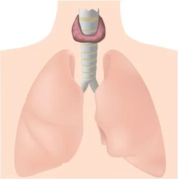 Thyroid gland Stock Illustration