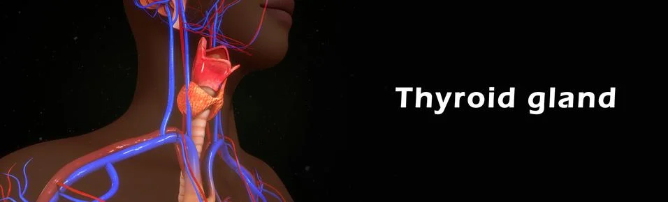 Thyroid gland イラスト素材