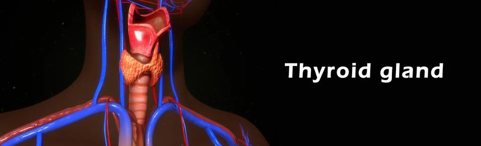 Thyroid gland Stock Illustration