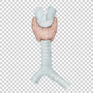 Thyroid gland Stock Illustration