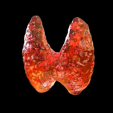 Thyroid gland isolated on black background Stock Illustration