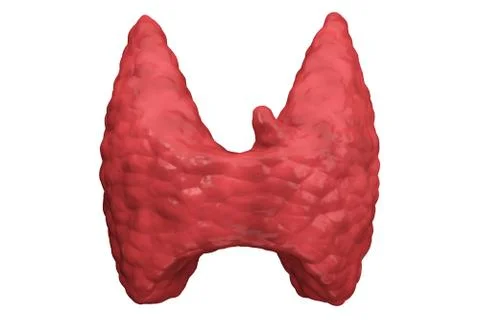 Thyroid gland isolated front view Stock Illustration