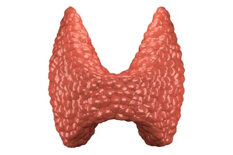 Thyroid gland isolated front view Stock Illustration