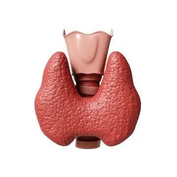 Thyroid gland isolated on white background Stock Illustration