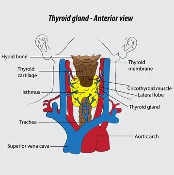Thyroid gland labeled diagram thyroid gland vector drawing illustration Stock Illustration