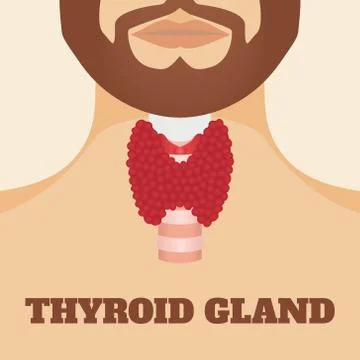 Thyroid gland of a man Stock Illustration