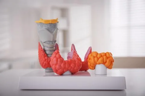 Thyroid gland models on white table in hospital Stockfoto's