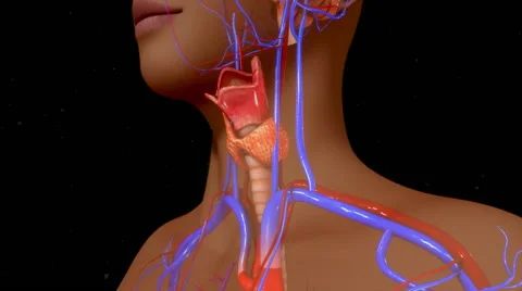 Thyroid gland in the neck Stock Footage 64581785