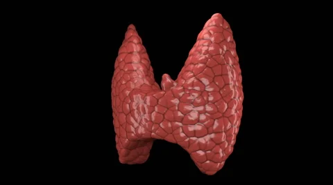 Thyroid gland organ rotating in seamless loop Stock Footage 48465221
